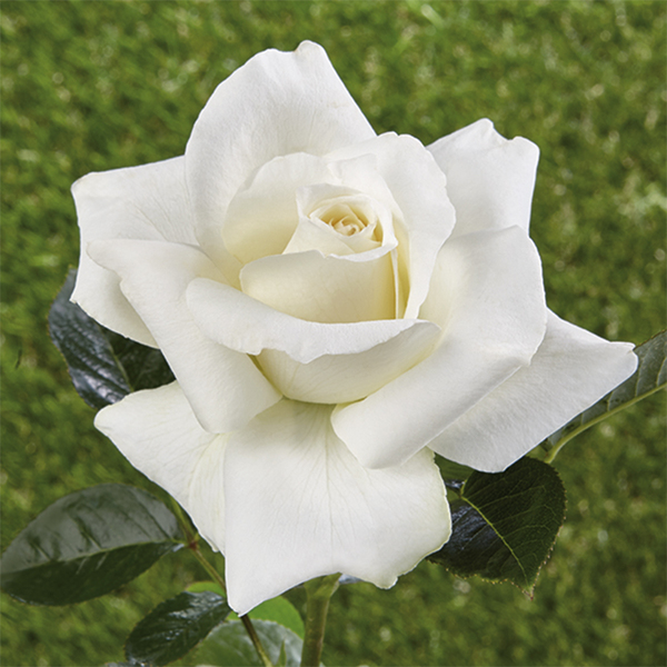 Historische Rosen