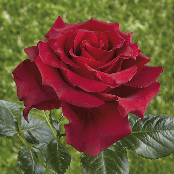 Teehybridrose