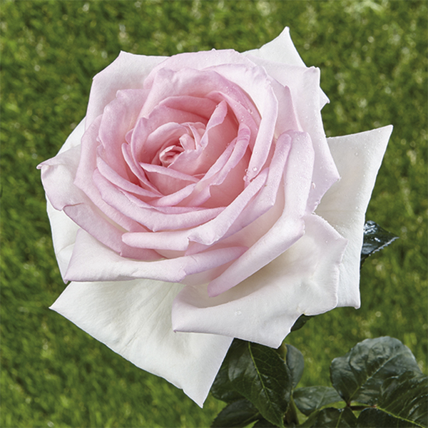 Park- und Strauchrose